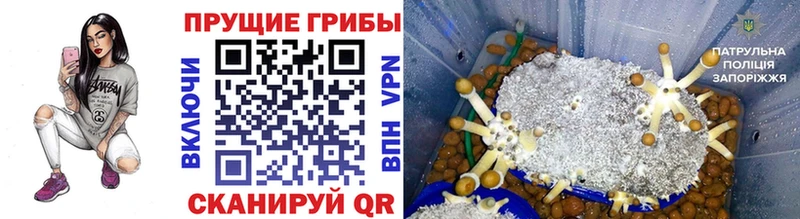 ОМГ ОМГ как войти  Усмань  Псилоцибиновые грибы Psilocybine cubensis 